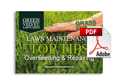 Overseeding & Repairing Lawn Maintenance Top Tips