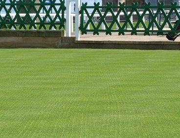 Bentgrass Overseeding