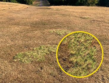 Why Choose All Hard Fescue For Golf Fairways - Sport