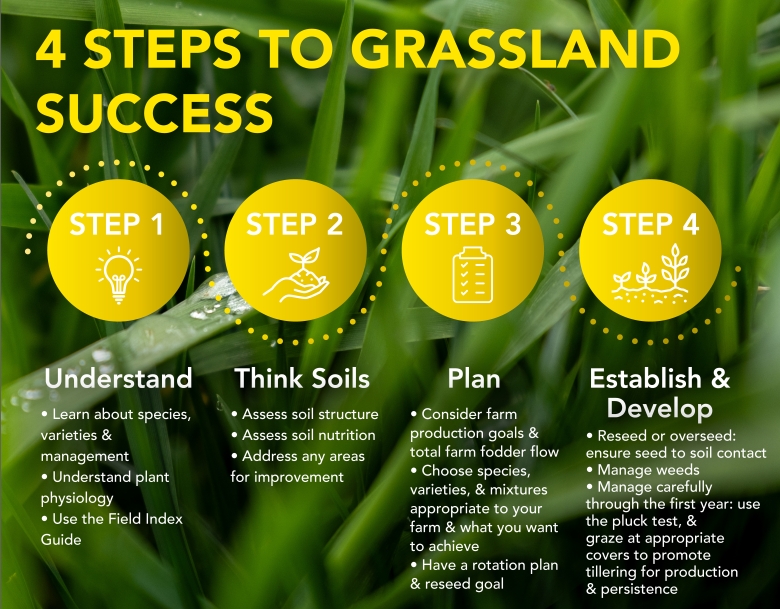 4 Steps To Grass Success