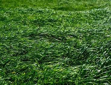 Challenges and Solutions Agriculture