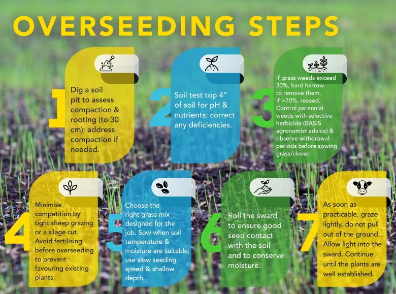 Overseeding Steps Infographic
