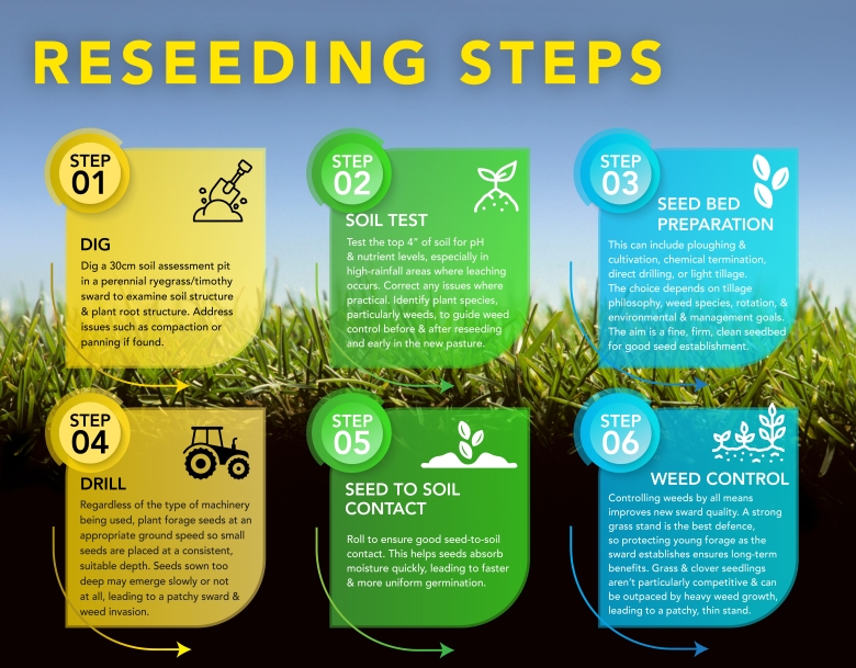 Reseeding Steps Infographic