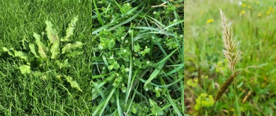 Ag_Challenges_Solutions_Header_Weeds