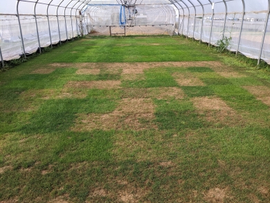 Elite Defence Grey Leaf Spot Landlab Fig2