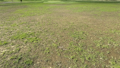 How To Recover Turf From Flooding