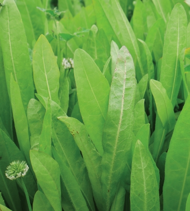 Chicory