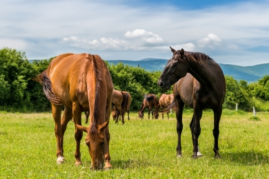 Horses Managing Your Paddock