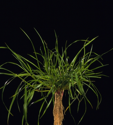 Hybrid Ryegrass