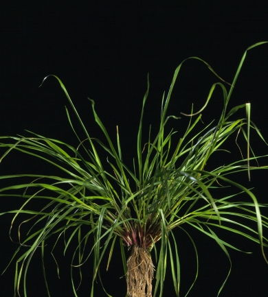 Italian Ryegrass