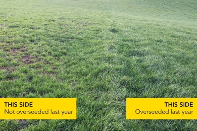 Overseeding 4 Steps to Success Step 4
