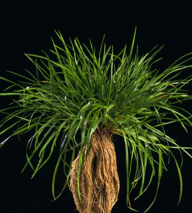 Perennial Ryegrass