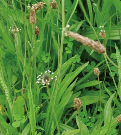 Plantain