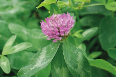 Red Clover Overseeding Don’t Be Overoptimistic With Clover