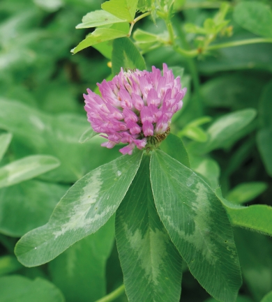 Red Clover