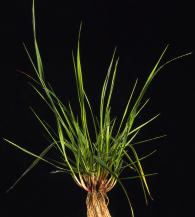 Tall Fescue