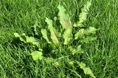 Weed Reseeding For Fields Beyond Repair