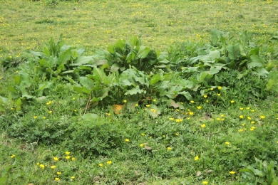 Weeds Step-by-Step Guide to Paddock Maintenance