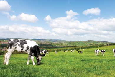When To Graze 4 Steps To Grass Success Step 4