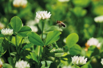 White Clover Overseeding? Don’t Be Overoptimistic With Clover