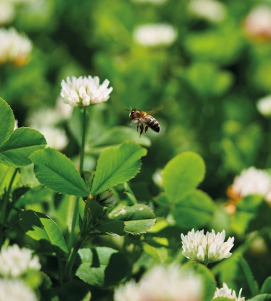 White Clover