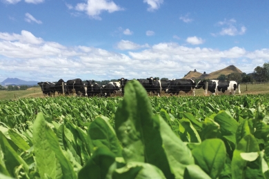 Barcoli Forage Rape