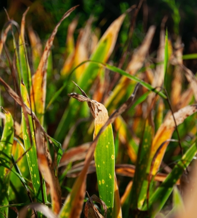 Brown Rust Disease Identification