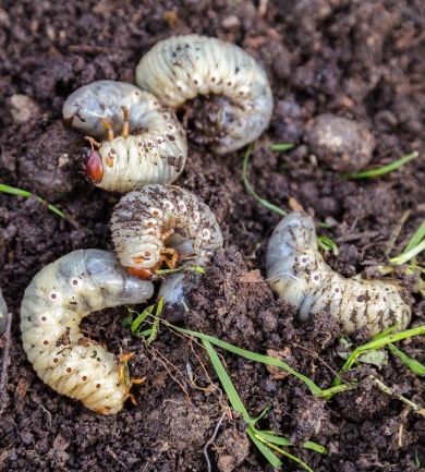 Chafers Insects & Pests