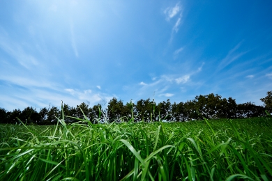 Grass Field