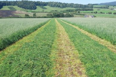 Cut Grass Field Go Softly First Silage Cut