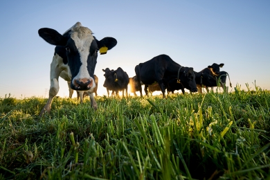Dairy Cows Think Organic