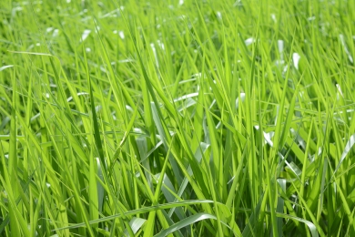 Grass Benefits