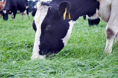 Dairy Cow Grazing