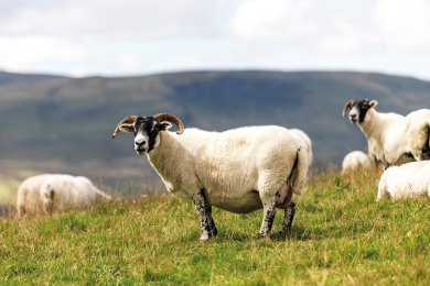 Highlander Scotland Product