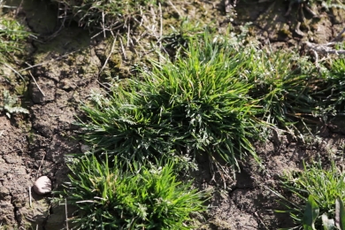 Index1 Field Grassland Index Guide