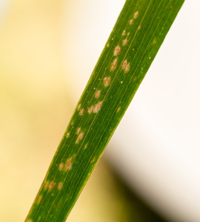 Leaf Spot Disease Identification