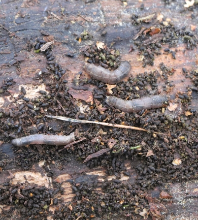 Leatherjacket Insects & Pests