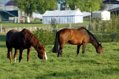 Horses Grazing