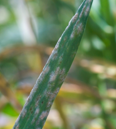 Powdery Mildew Disease Identification