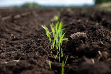 Reseed
