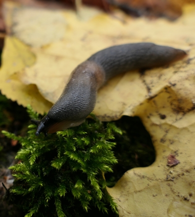 Slugs Insects & Pests