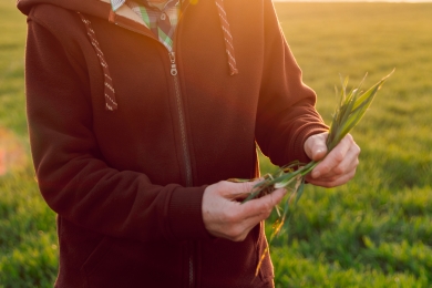 Grass Establishment Considerations