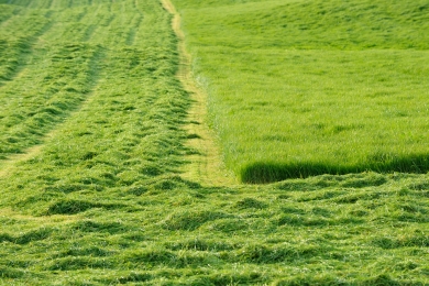 Silage