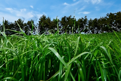 Grass