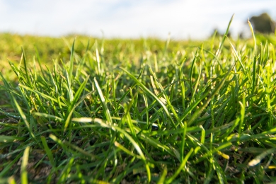 Grass Measuring Grass & Herbal Leys