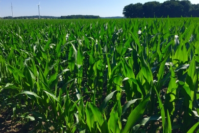 Maize Field