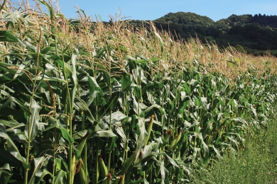 Maize