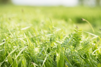 Multi-species