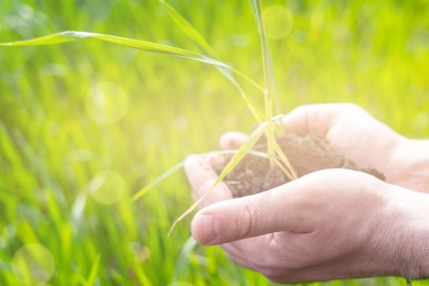 Grass Varieties