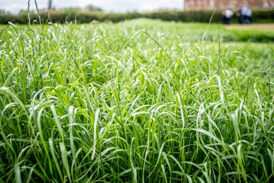 Putting a price on the value of grass